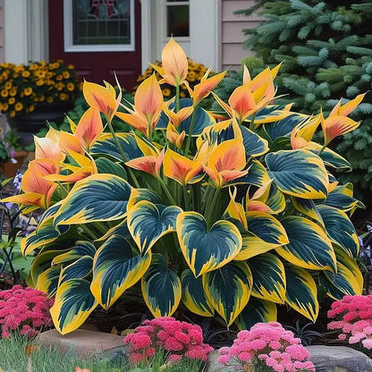🔥 Premium Hosta Flower Seeds + Organic Pot mix Free (Direct From Japan)