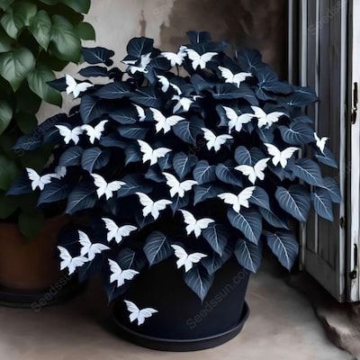 🌸 Multi-Color Butterfly Bloom™ Seeds — India’s Most Magical Living Garden