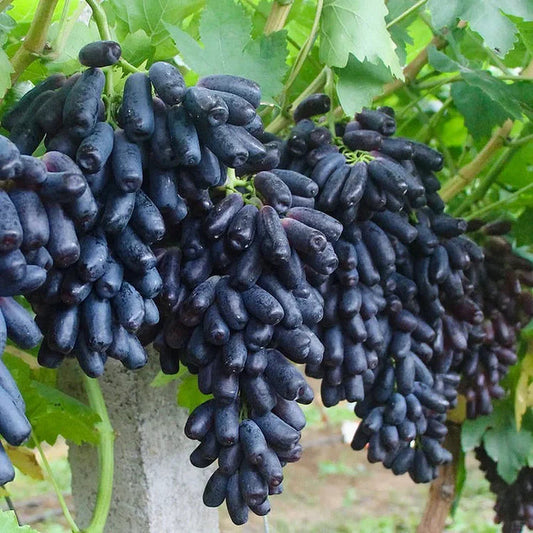 🍇 Sweet Sapphire Grapes Seeds