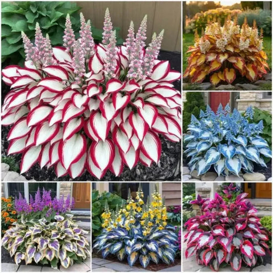 🔥 Rare Multicolor Hosta Seeds + 100 Grams Organic Potmix Free