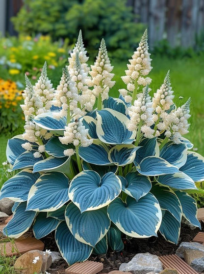 🔥 Premium Hosta Flower Seeds + Organic Pot mix Free (Direct From Japan)